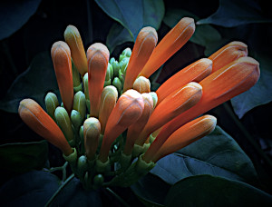blooming flower