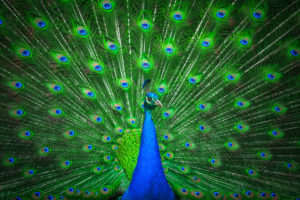 Portrait of beautiful peacock with feathers out